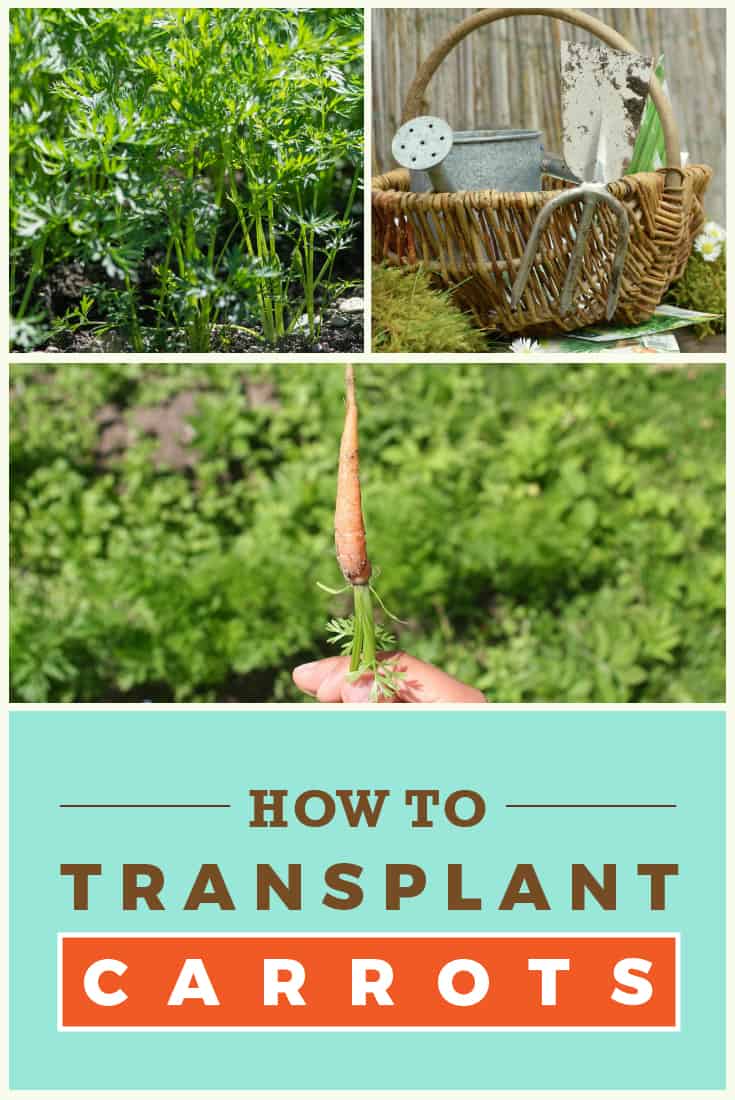 The Value of Transplanting Carrots