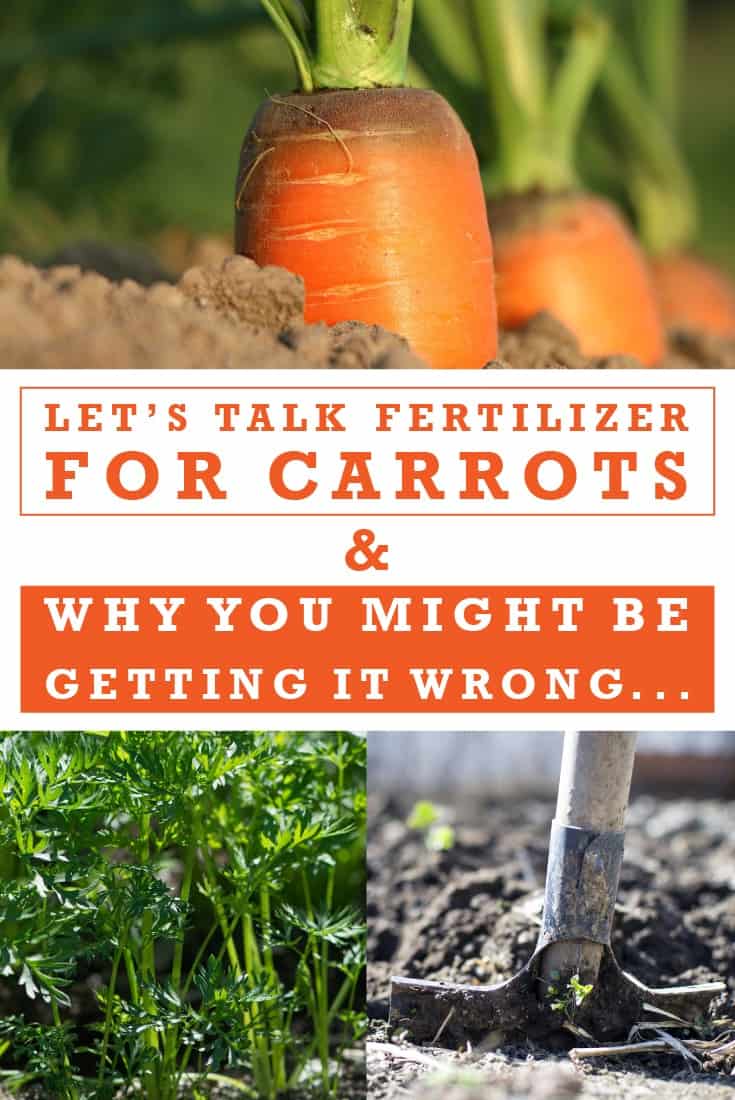 The Best Fertilizer for Carrots: Recommendations