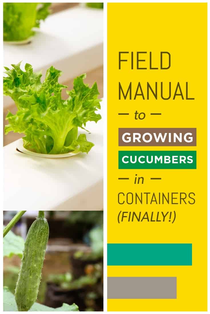 Growing Cucumbers in Containers: A Guide