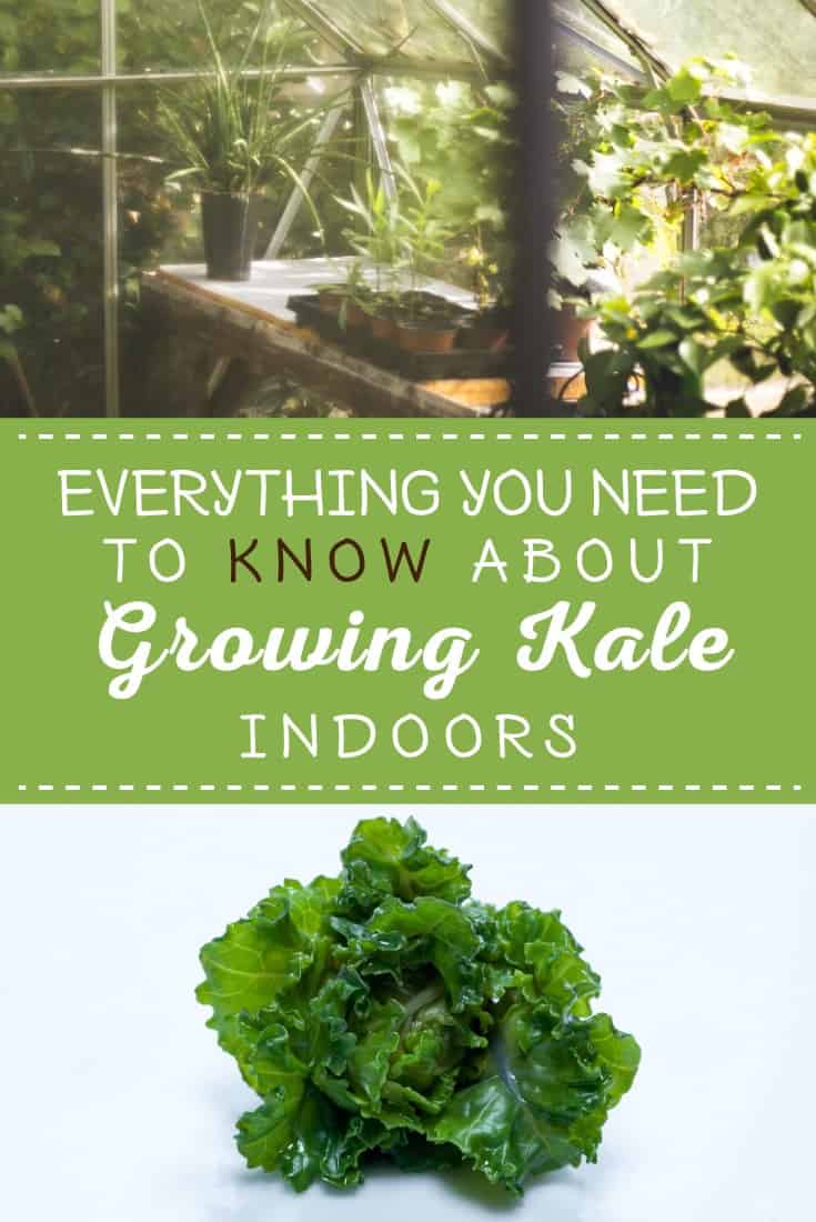 Find Out How to Grow Kale Indoors