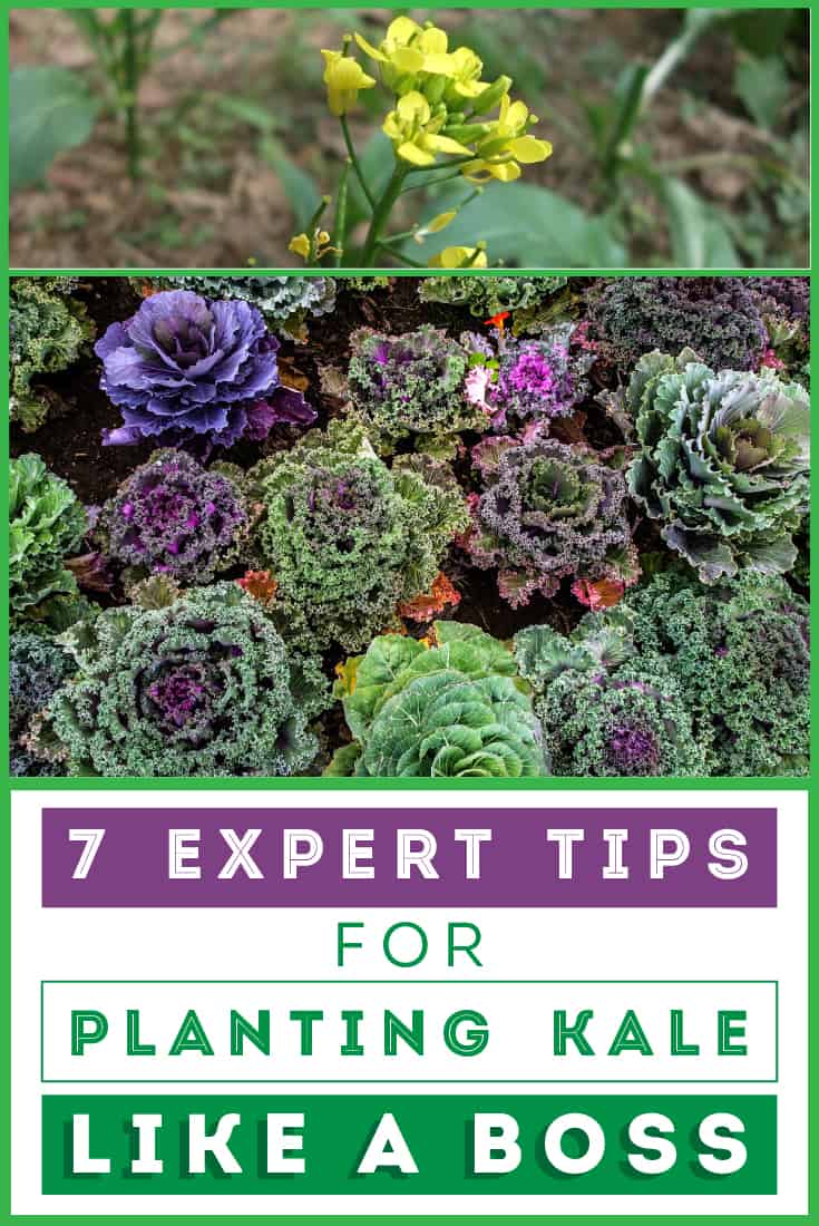 Top Tips for Planting Kale (Step By Step)