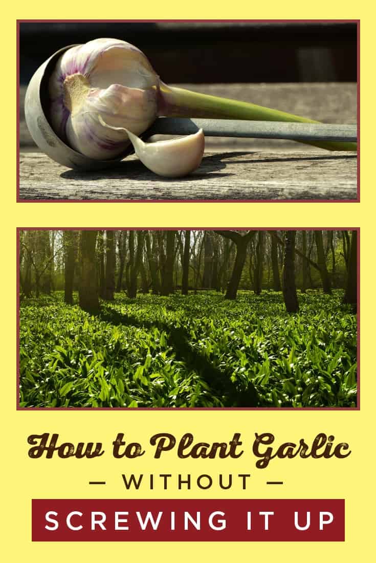 How to Plant Garlic: A Primer