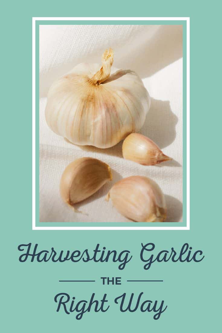 Harvesting Garlic the Right Way