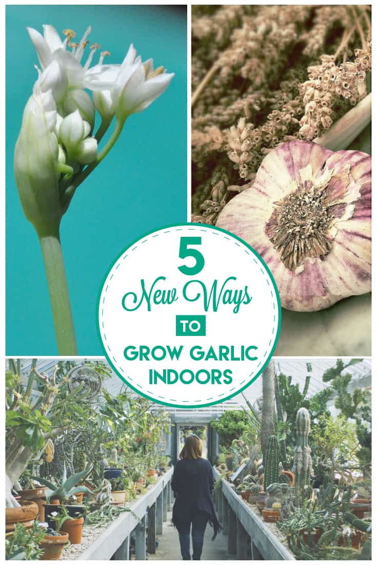 New Ways of Growing Garlic Indoors