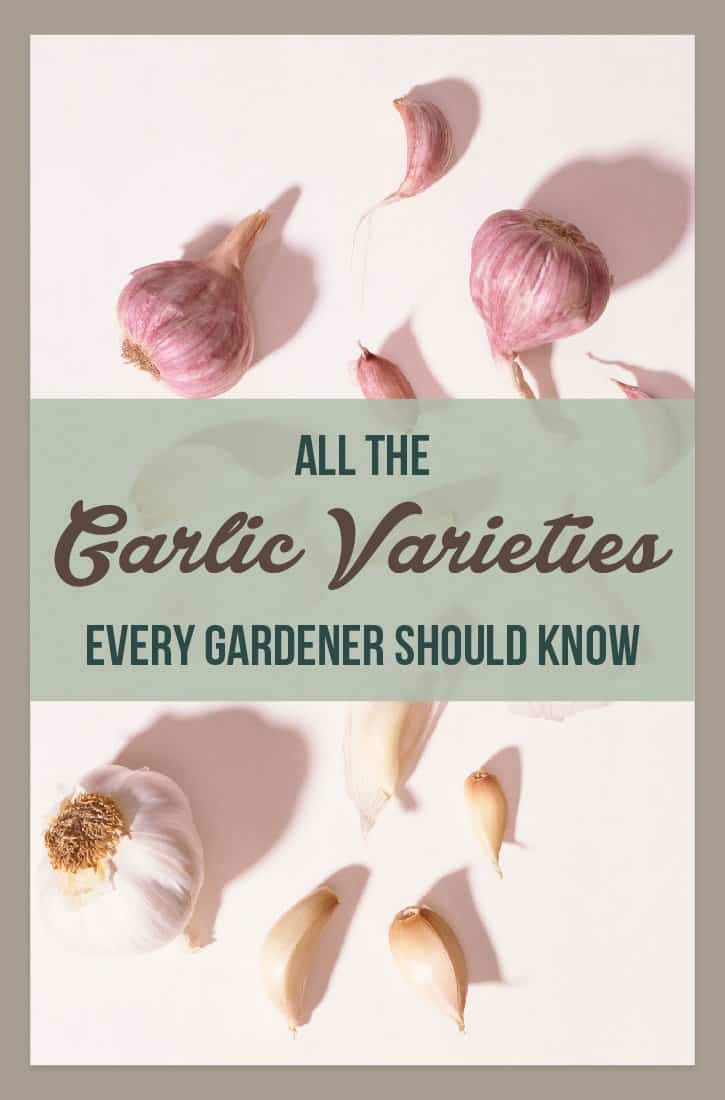 Common Types of Garlic: A Helpful Guide