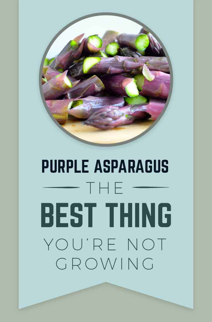 A Guide to Purple Asparagus
