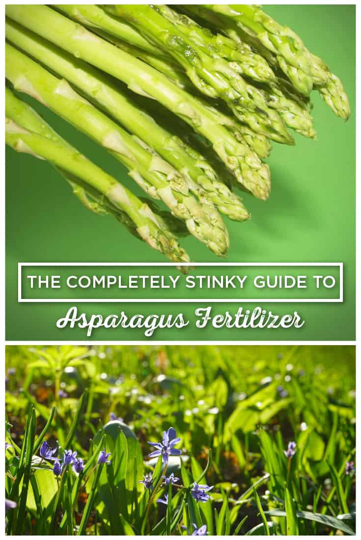 Our Quick Guide to the Best Fertilizer for Asparagus