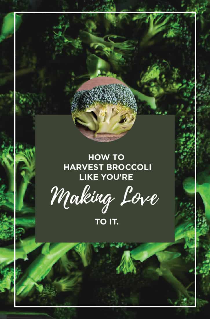 Harvesting Broccoli the Right Way