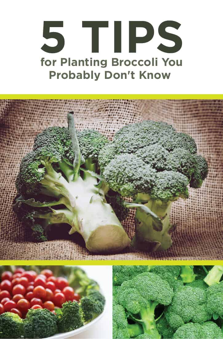 A How-to Guide to Planting Broccoli