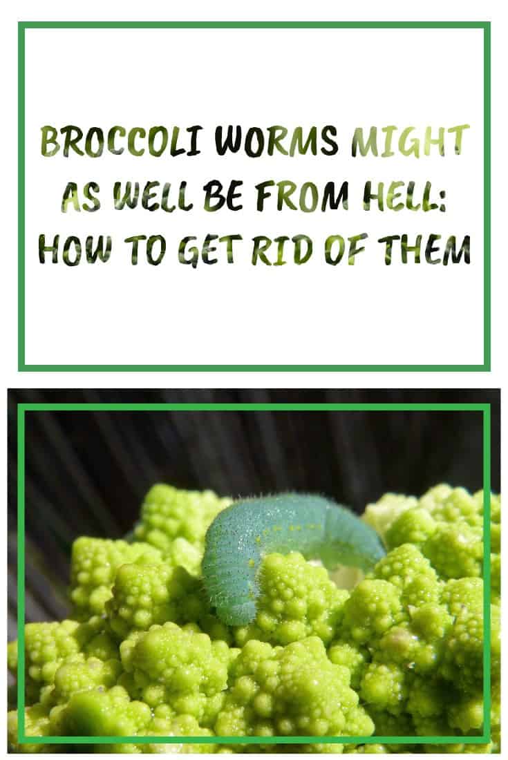 A Rundown Of Broccoli Worms, Pests And Diseases