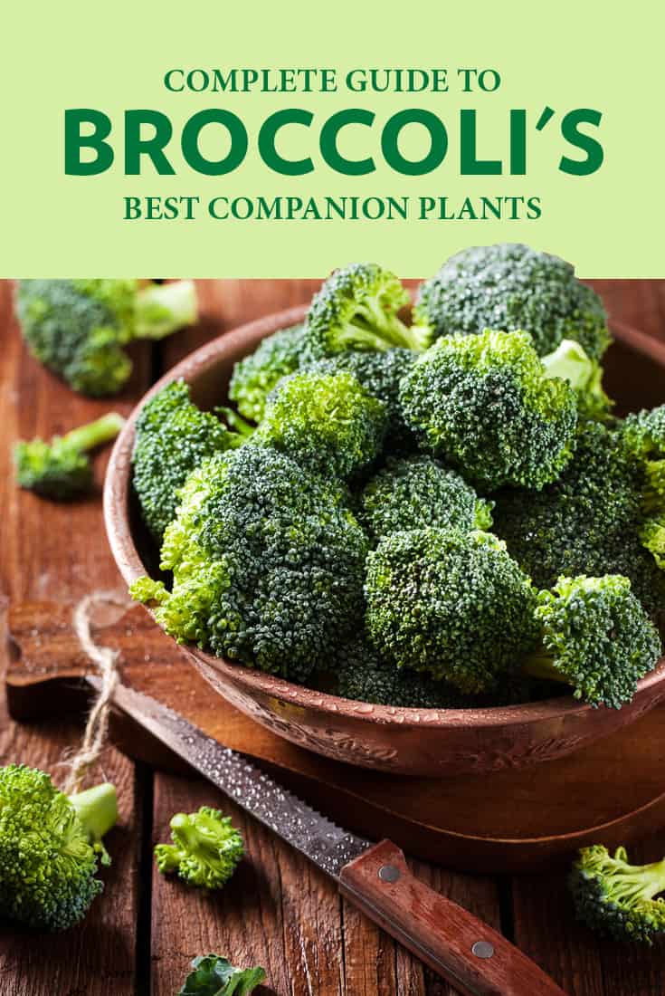 A Guide to Broccoli Companion Plants