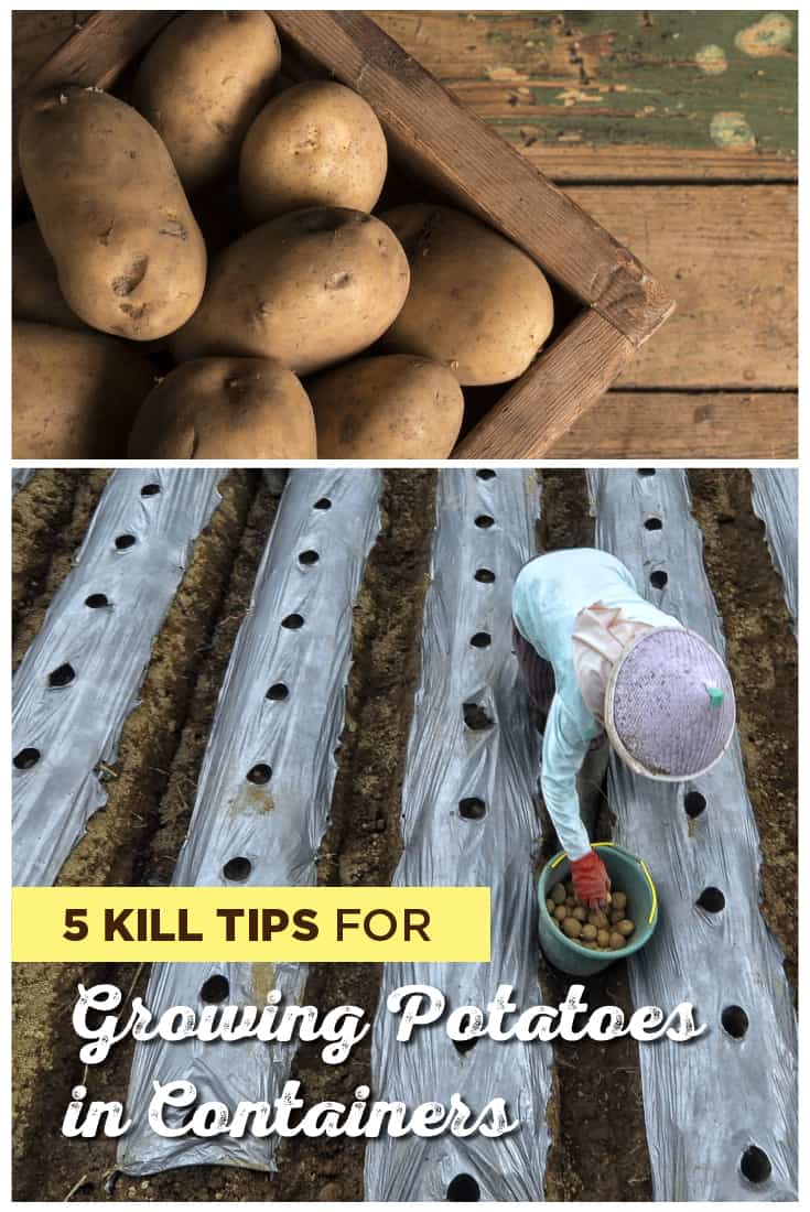 Top Tips for Growing Potatoes in Containers