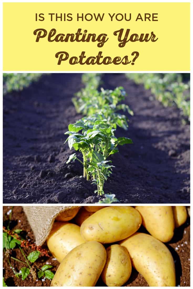 How to Plant Potatoes the Right Way