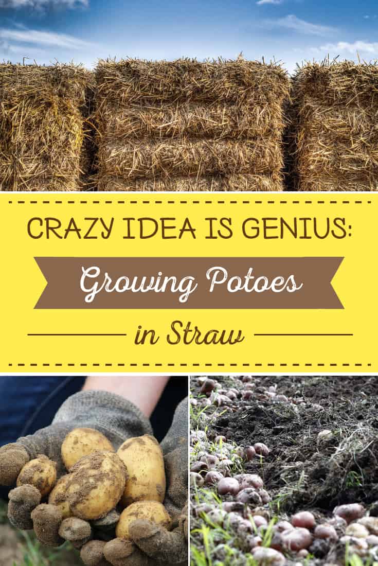 A New Strategy: Growing Potatoes in Straw