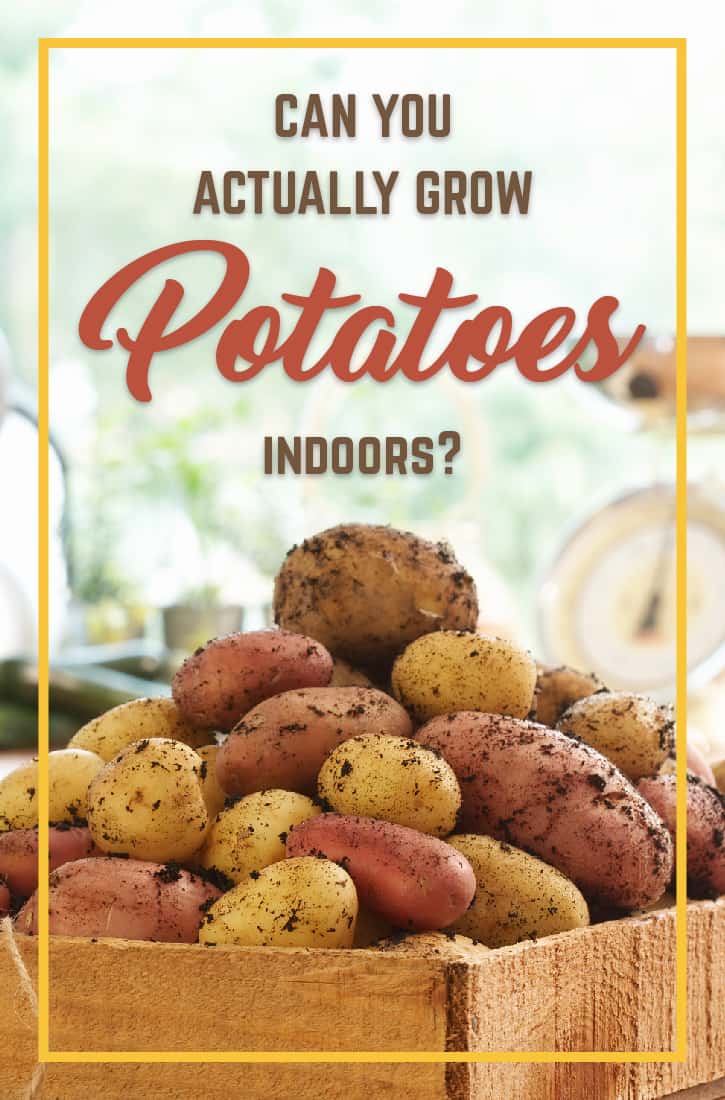 How to Grow Potatoes Indoors: A Step-by-Step Guide