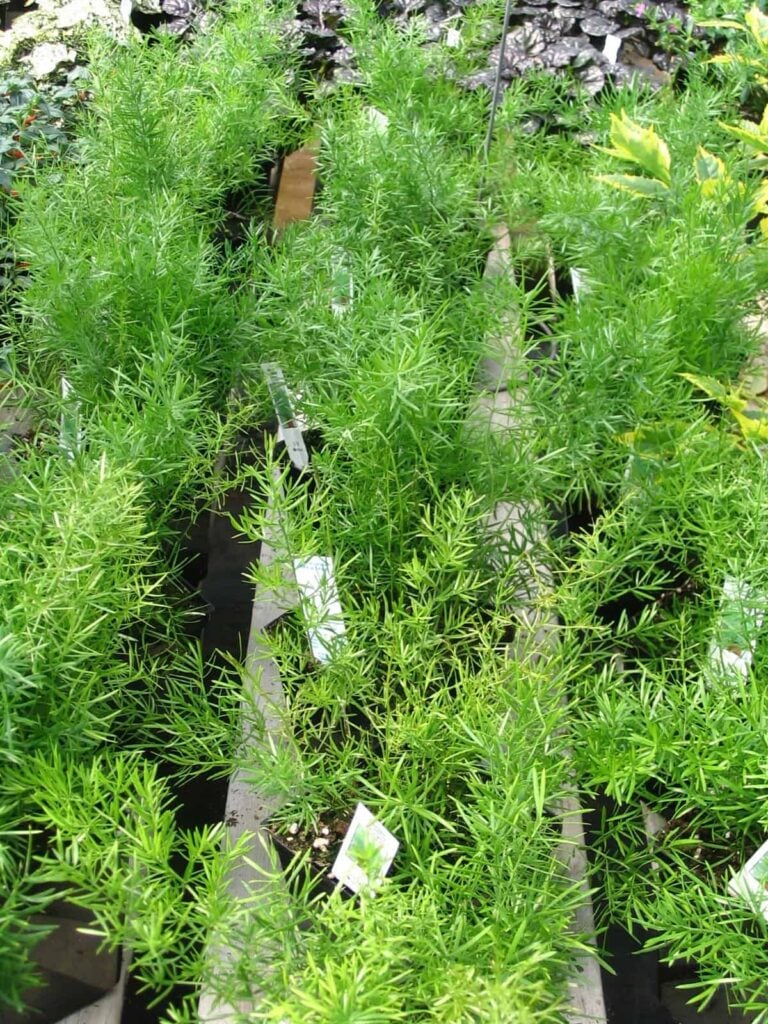 Asparagus Plants: A Primer