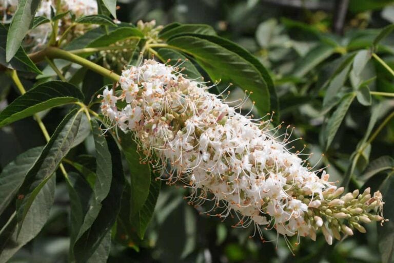15 Perfect White Flowering Trees For Your Backyard
