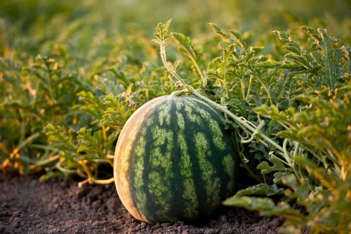 Are Watermelons Easy To Grow?