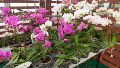 Best Orchid Pots and Containers with Buyers Guide