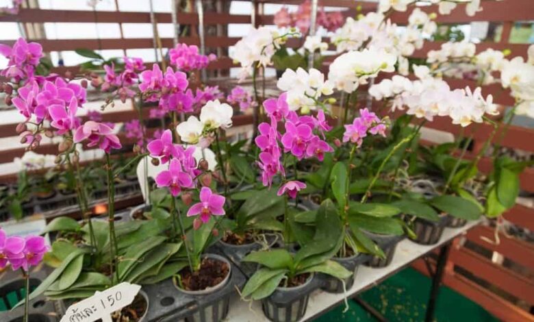 Best Orchid Pots and Containers with Buyers Guide
