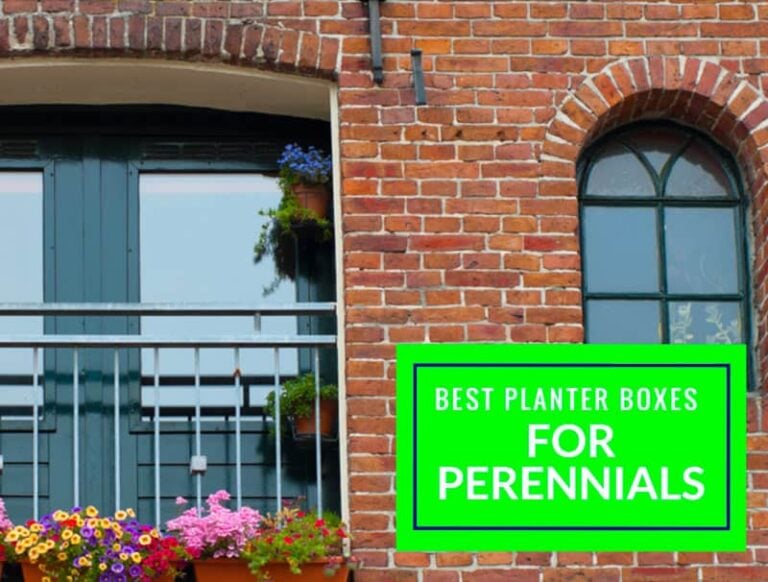 Best Planter Boxes For Perennials