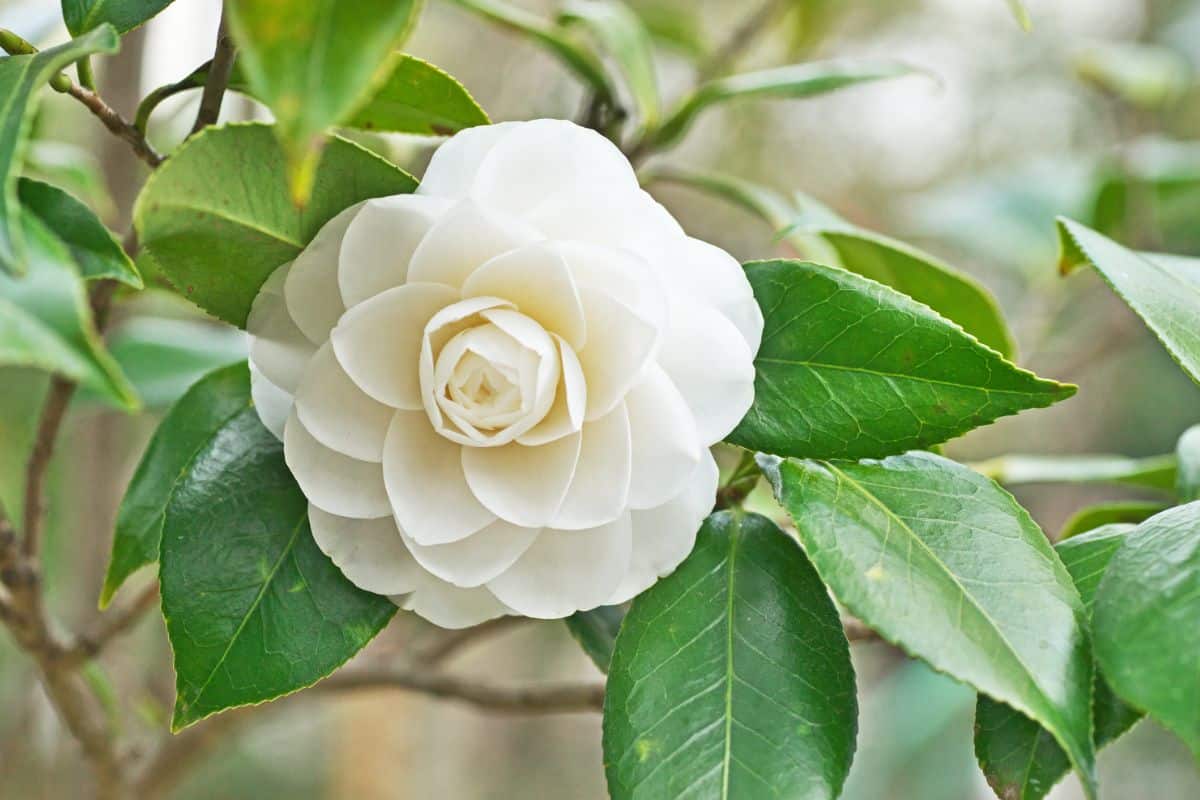 Camellia Japonica ‘White By The Gate’ (Camellia)