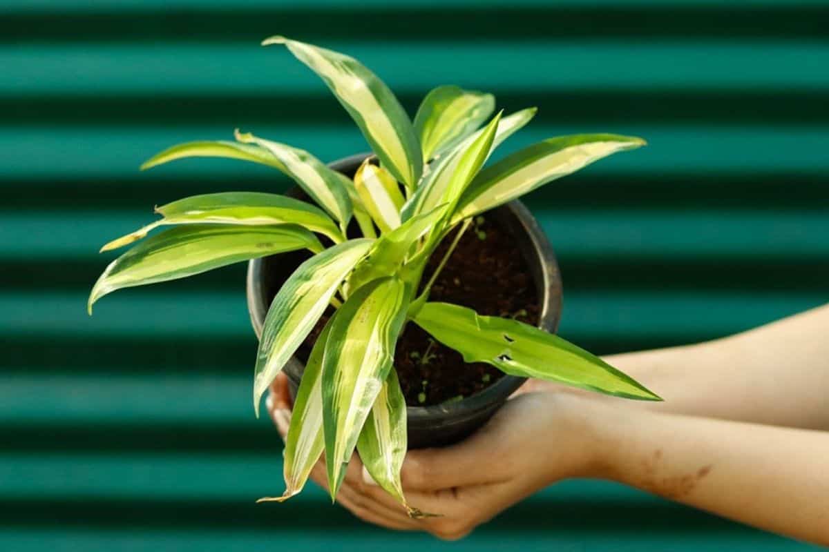 Types Of Spider Plants - 7 Different Varieties (With Pictures)