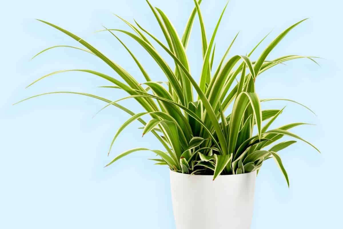 Types Of Spider Plants - 7 Different Varieties (With Pictures)