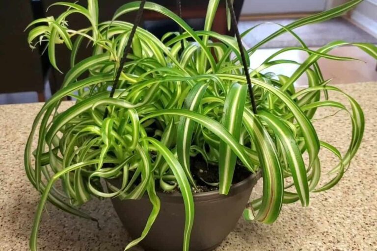 Types Of Spider Plants – 7 Different Varieties (With Pictures)