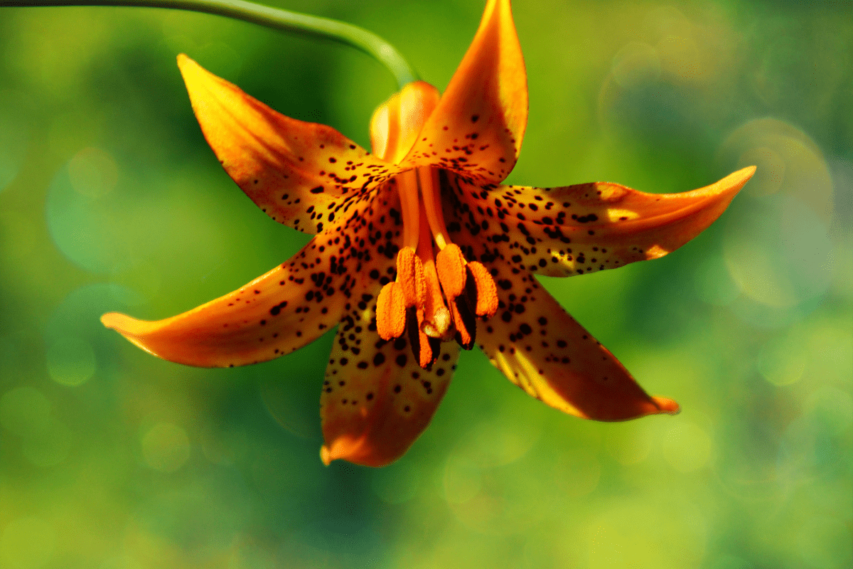 Canada Lily - Lilium Canadense
