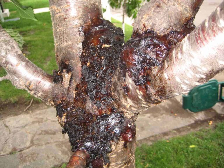 10 Cherry Tree Diseases That You Need To Know About