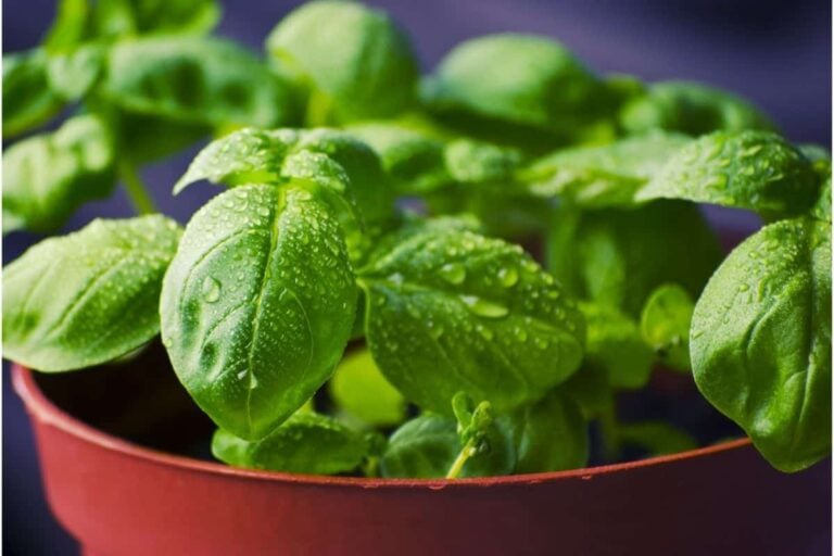 How To Grow Basil From Seed: A Step-By-Step Guide