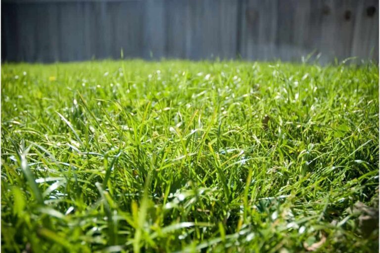 What Is Bermuda Grass, And How Is It Bad For Your Yard?