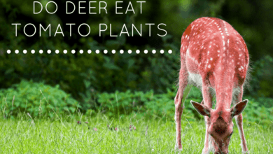 Do Deer Eat Tomato Plants