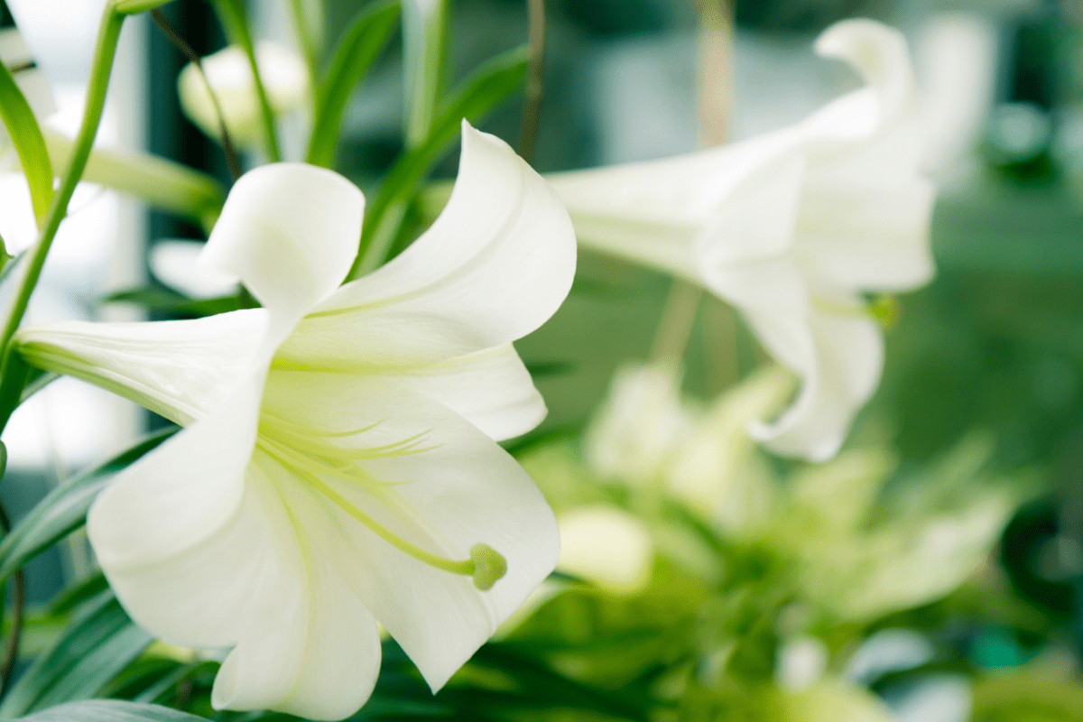 Easter Lily 
