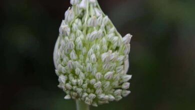 Elephant Garlic Allium ampeloprasum 2