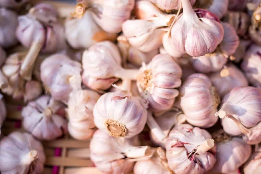 harvest garlic