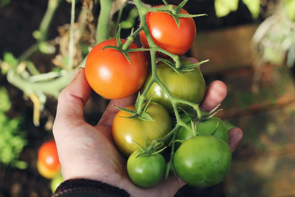 tomato companion plant