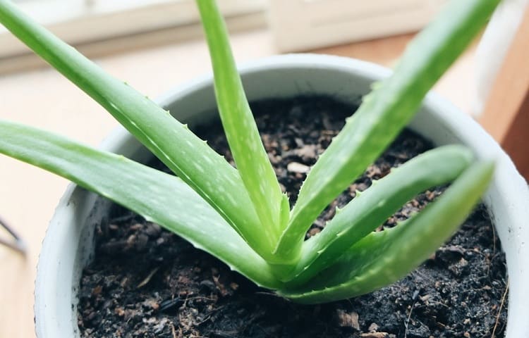 Should You Grow Aloe From Seed?