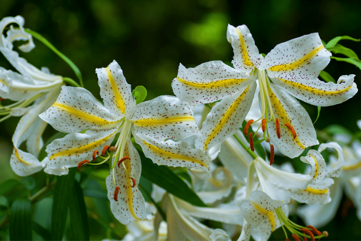 Golden-Rayed Lily - Lilium Auratum