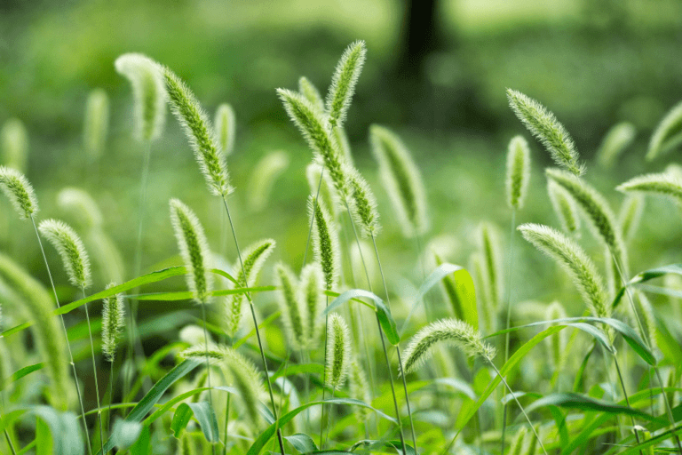 List of Common Weeds That Look Like Grass
