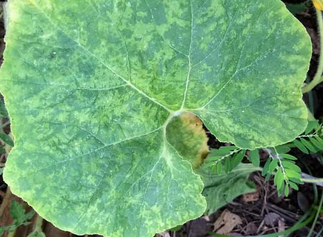 How Do I Get Rid Of The Cucumber Mosaic Virus