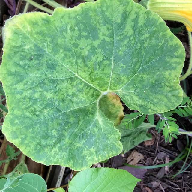 How Do I Get Rid Of The Cucumber Mosaic Virus?