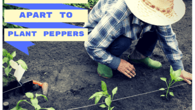 How Far Apart To Plant Peppers