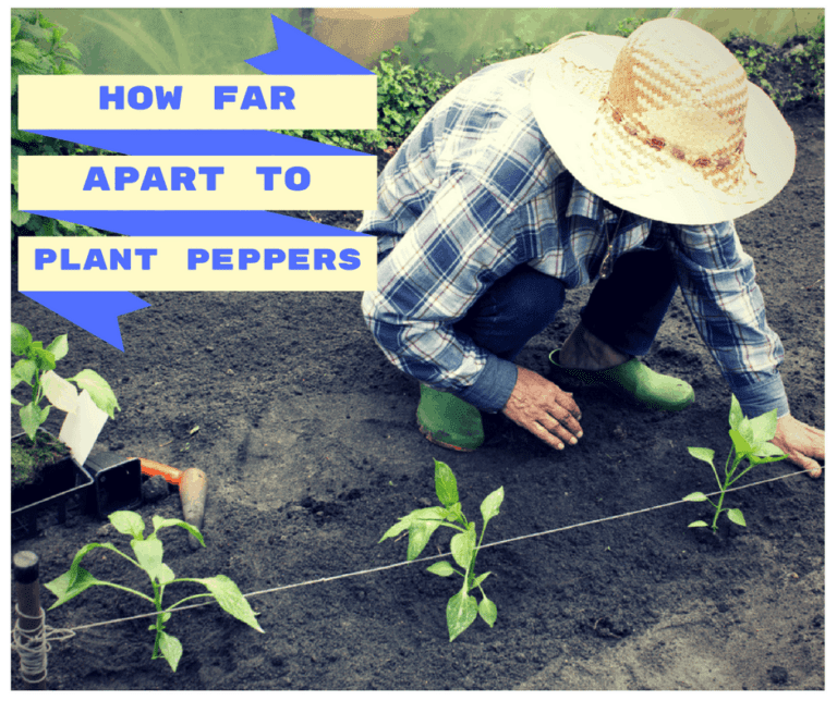 How Far Apart To Plant Peppers?