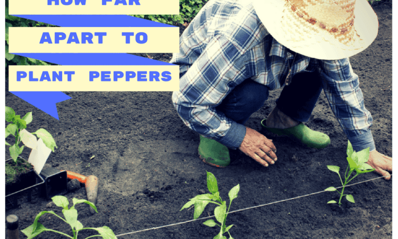 How Far Apart To Plant Peppers