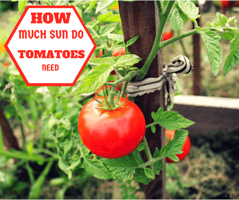 How Much Sun Do Tomatoes Need? The Age Old Question
