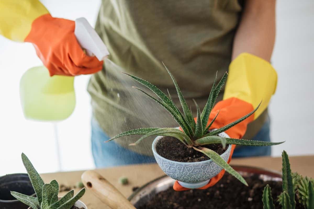 How To Care For Your Succulent