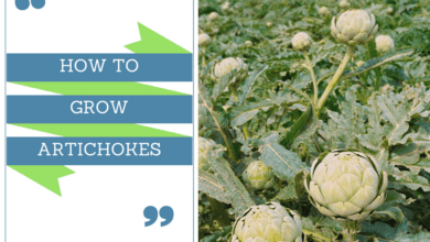 How To Grow Artichokes