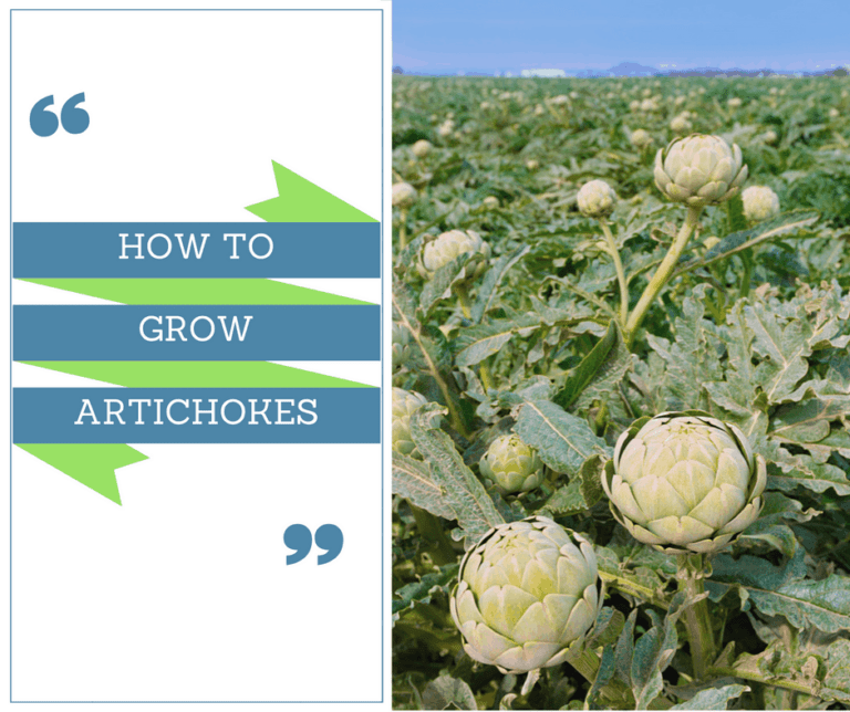 How To Grow Artichokes?